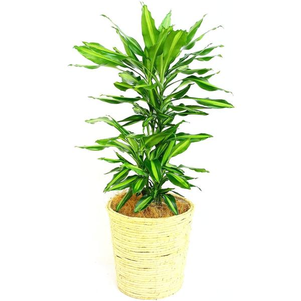 観葉植物 インテリア 人気 ギフト プレゼント リビング おしゃれ 鉢 鉢植え 通販  ドラセナ・ジ...