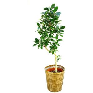 観葉植物 インテリア 人気 ギフト プレゼント リビング おしゃれ 鉢 鉢植え 通販  フランスゴム...