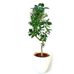 観葉植物 インテリア 人気 ギフト プレゼント リビング おしゃれ 鉢 鉢植え 通販  フランスゴム...