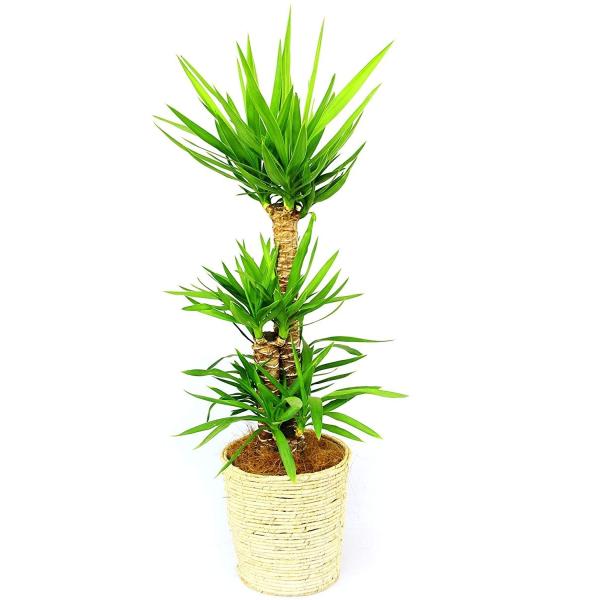 観葉植物 インテリア 人気 ギフト プレゼント リビング おしゃれ 鉢 鉢植え 通販  ユッカ 8号...