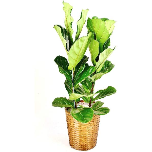 観葉植物 インテリア 人気 ギフト プレゼント リビング おしゃれ 鉢 鉢植え 通販  柏葉ゴム 8...