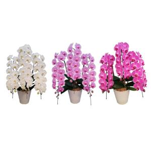 産地から直送の生花ギフト 胡蝶蘭(コチョウラン) 3本立て　6L 39-41輪 1日限定5鉢まで ラ...