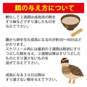 [うずらや]孵化してすぐ使える専用の餌と有精卵...の詳細画像3