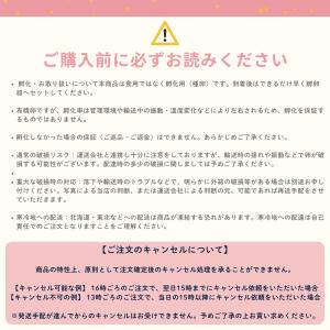 [うずらや]孵化してすぐ使える専用の餌と有精卵...の詳細画像5