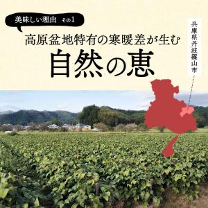早割 早期予約 クーポン 発行中 枝豆 202...の詳細画像3