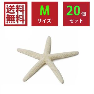 マリンE スターフィッシュ Mサイズ 10個セット 白 ホワイト ヒトデ