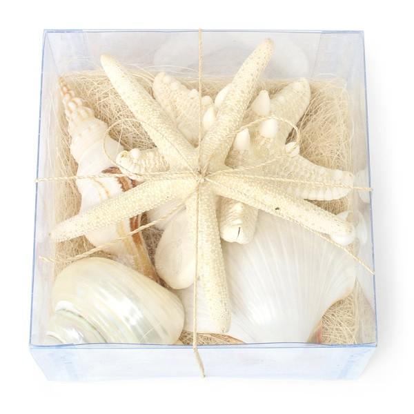 シェルボックス ギフト マリン AF 1個 プレゼント 箱入り スターフィッシュ ヒトデ 貝殻 シェ...