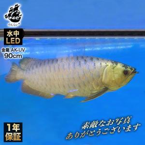 藍底金龍 過背金龍 アロワナライト 熱帯魚ライト 水槽ライト
