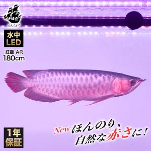 アロワナライト スーパーレッド 紅龍 レッドアロワナ 水中 アロワナ ライト 水槽