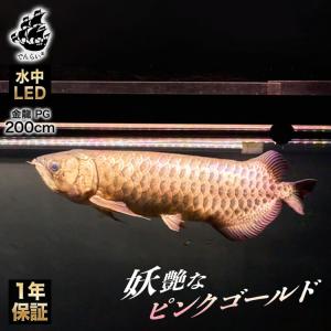 紅龍 レッドアロワナ スーパーレッド 水中 アロワナ ライト 紫外線 UV