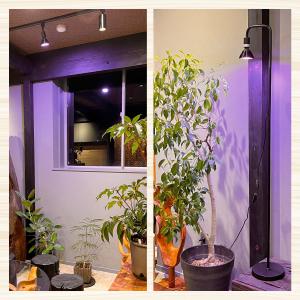 植物育成ライト スタンド 植物ライト 明るい ...の詳細画像2