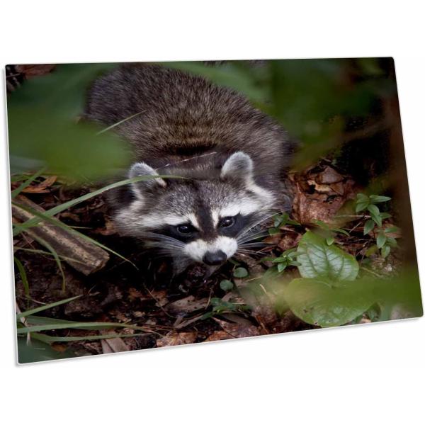 【並行輸入品】3dRose Raccoon in Blue Springs State Park  ...
