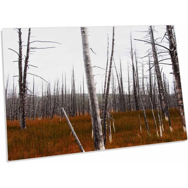 3dRose A Forest Inside Yellowstone National Park i...