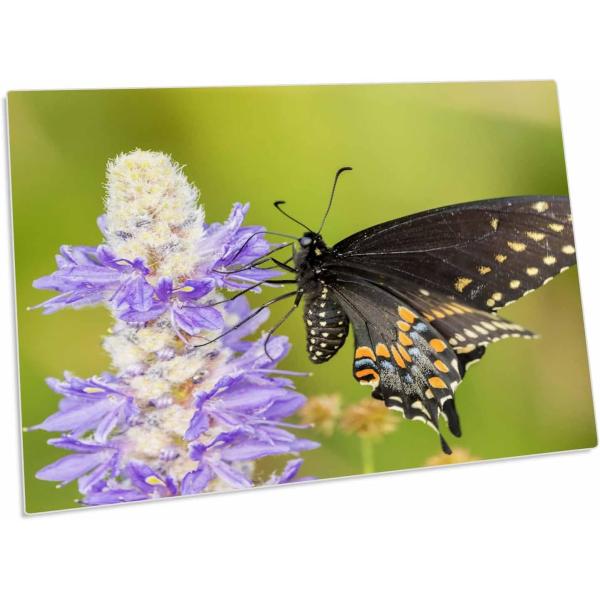 【並行輸入品】3dRose Florida  Orlando Wetlands Park. East...