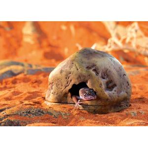 【並行輸入品】 Exo Terra Gecko...の詳細画像1