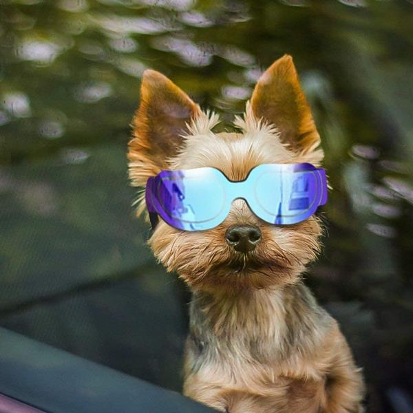 【並行輸入品】 ENJOYING Dog Goggles Small Dog Sunglasses ...