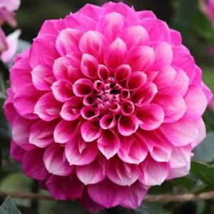 花農家直送 ダリア 球根 春植え ビューティフルデイズ 1球 中輪 ピンク 白 複色 バイカラー フォーマルデコラ FD 天竺牡丹 切り花 鉢植え