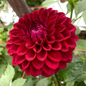 花農家直送 ダリア 球根 恋紅 こいべに 1球...の詳細画像1