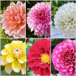 花農家直送 ダリア 球根 春植え お楽しみ福袋...の詳細画像2