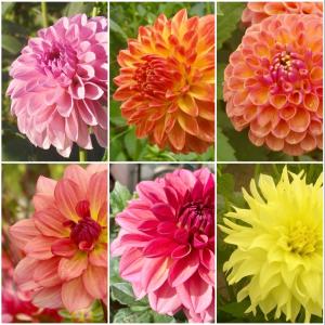 花農家直送 ダリア 球根 春植え お楽しみ福袋...の詳細画像3