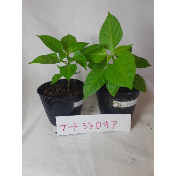 ブートジョロキア2苗セット　激辛唐辛子の苗　観葉植物にも　大体20ｃｍより大きい苗を送るように致しま...