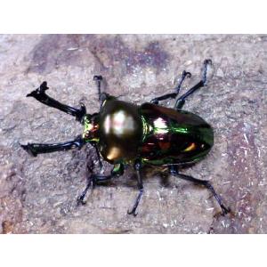 DFかぶくわ☆新成虫☆ニジイロクワガタ♂50mmupペア