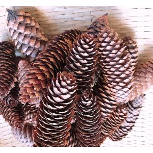 北海道産 ドイツトウヒ 10本セット 送料込みの商品画像