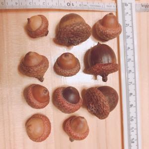 極上 森のどんぐり 大量50個 ナチュラルな帽...の詳細画像4