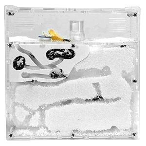 Kybct アリの巣 観察キット 飼育ケース 水槽 自由研究 飼育 蟻 昆虫採集 アリ繁殖 アリ飼育キット アクリルケー の最安値 価格比較 送料無料検索 Yahoo ショッピング