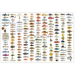 魚 リアル イラストの商品一覧 通販 Yahoo ショッピング