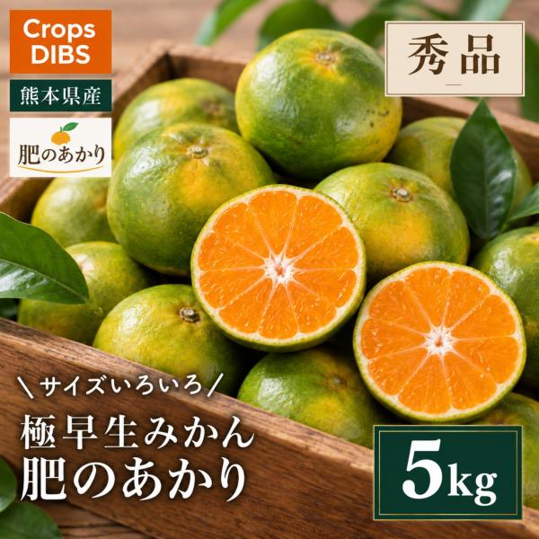 極早生みかん 肥のあかり 秀品 4S〜2S 5kg 熊本県産 高糖度 農家直送 産地直送