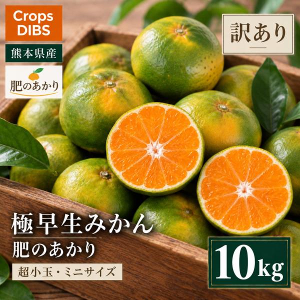 極早生みかん 肥のあかり 訳あり 5S 10kg 熊本県産 産地直送