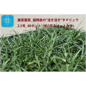 産地直送 とっても元気なタマリュウ 玉竜 オンラインショップ 40ポット 2 5号 約1平方メートル分
