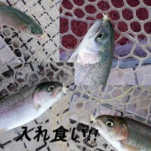 フライ ぶどう虫 フライ 4個セット ニンフフ...の詳細画像3
