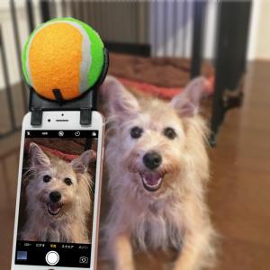 ペット目線カメラ 犬用品 の商品一覧 ペット用品 生き物 通販 Yahoo ショッピング