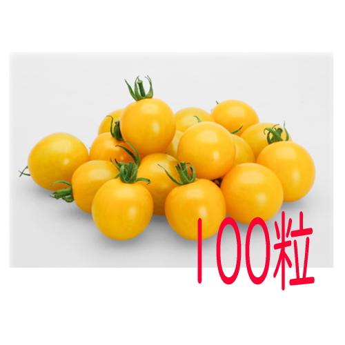 【入荷次第出荷】カネコ種苗　ＴＹイエローミミ　ミニトマト　１００粒