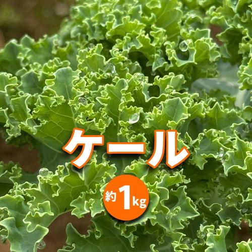 次回8/21日出荷！市川宮内農園【ケール】約1キロ入り