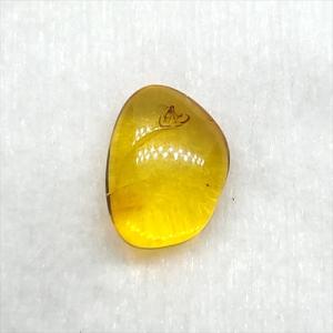 希少 グラレーター 恐竜 足跡 化石 本物 フランス産 230mm プレゼント