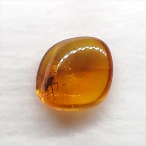 美品 虫入り琥珀 琥珀 化石 本物 バルト海産 ケース付き 13.29mm