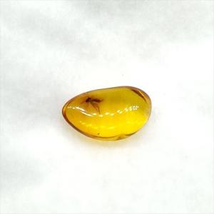 極上 ウミユリ トラウマトクリヌス 化石 本物 貴州省産 46cmプレゼント