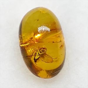 美品 虫入り琥珀 琥珀 化石 本物 バルト海産...の詳細画像3