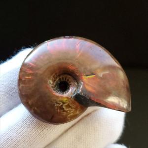 美品 アンモナイト 化石 本物 マダガスカル産 28.95mm プレゼント