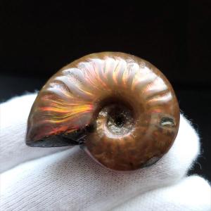 美品 アンモナイト 化石 本物 マダガスカル産 28.95mm プレゼント