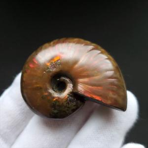 希少 パイライト アンモナイト アマルセラス 化石 本物 フランス産