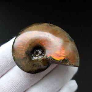 美品 アンモナイト 化石 本物 マダガスカル産 49.18mm プレゼント