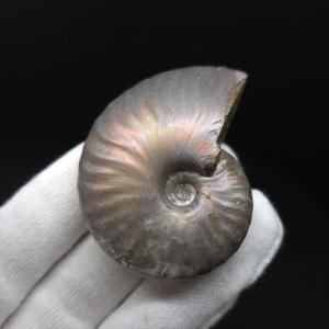 美品 アンモナイト 化石 本物 マダガスカル産 49.18mm プレゼント