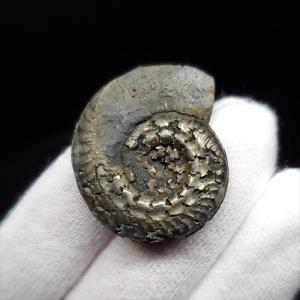 美品 アンモナイト 化石 本物 マダガスカル産 46.44mm プレゼント