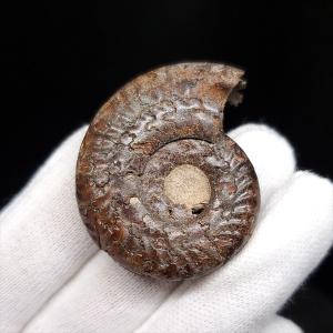 美品 アンモナイト スライス ペア 化石 本物 マダガスカル産 31.22mm