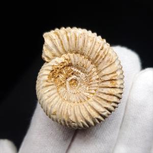 美品 アンモナイト 化石 本物 マダガスカル産 46.44mm プレゼント