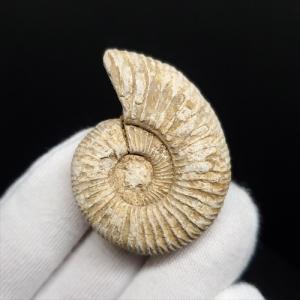 美品 アンモナイト 化石 本物 マダガスカル産 46.44mm プレゼント